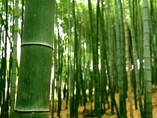 竹繊維
